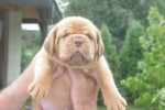 Bordó doga (Dogue de Bordeaux) krásne šteniatka