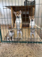 Shiba inu puppies from top parents