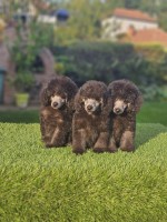 Offered gray poodle