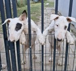 Štandardné Bull Terrier šteniatka