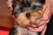 Yorkshire terrier- inteligentný minipsík s mašličkou obrázok 3