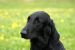 Flat Coated Retriever obrázok 1