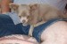 Chihuahua,šteniatko čivavy obrázok 2