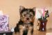 Yorkshire terrier / jorkšír/ - mini toy šteniatka obrázok 1