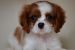 Cavalier King Charles Spaniel obrázok 1