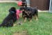 Top Quality Rottweiler Puppies obrázok 1