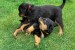 Top Quality Rottweiler Puppies obrázok 2