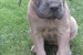 Predám šteniatka Cane corso  obrázok 3