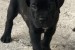 Cane Corso  obrázok 1