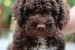 Lagotto romanolo obrázok 3