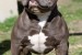 American bully pocket obrázok 2