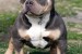 American bully pocket obrázok 3