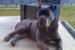 Cane corso obrázok 3