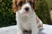 Krásne šteniatka Cavalier King Charles Spaniel obrázok 3