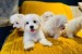 Beautiful Maltese puppies ready obrázok 1