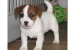 Čistokrvné šteniatka Jack Russell Terrier obrázok 1