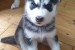 Razumijevanje štenaca sibirskog haskija  whatsapp +420 734384520 obrázok 1