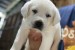 Roztomilé šteniatka labradorského retrievera na adopciu obrázok 1