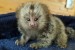 Marmoset Monkeys Dostupné na adopciu obrázok 1