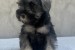 Miniature Schnauzer obrázok 2