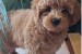 Mini female poodle obrázok 1