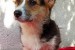 CORGI WELSH PEMBROKE puppies for sale  obrázok 2