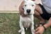 Dogo Argentino puppies obrázok 2