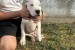 Dogo Argentino puppies obrázok 3