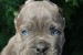 CANE CORSO puppies obrázok 2