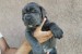 CANE CORSO puppies obrázok 3