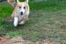 Male Welsh Corgi puppy obrázok 1