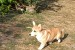 Male Welsh Corgi puppy obrázok 2