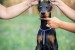 Doberman puppies for sale obrázok 2