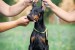 Doberman puppies for sale obrázok 3