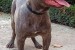 Pit bull bluenose male for sale obrázok 2