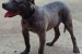 Pit bull bluenose male for sale obrázok 3