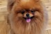 Beautiful Pomeranians BOO obrázok 3