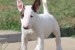 Šteniatka Mini Bull Terrier obrázok 1