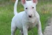 Šteniatka Mini Bull Terrier obrázok 3