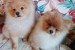 German Spitz-Pomeranian-puppies obrázok 1