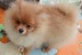 German Spitz-Pomeranian-puppies obrázok 2