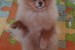 German Spitz-Pomeranian-puppies obrázok 3