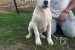 5 month old dogo argentino female for sale obrázok 1