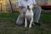 5 month old dogo argentino female for sale obrázok 2