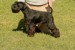 Miniature schnauzer puppies black and black silver obrázok 2