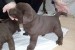 Chocolate Labrador retriever puppies obrázok 1