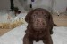 Chocolate Labrador retriever puppies obrázok 2