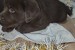 Chocolate Labrador retriever puppies obrázok 3