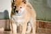 Shiba inu puppies obrázok 3