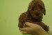 Red toy poodle obrázok 1